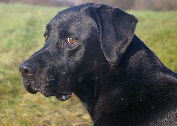 Jerry der Therapiehund